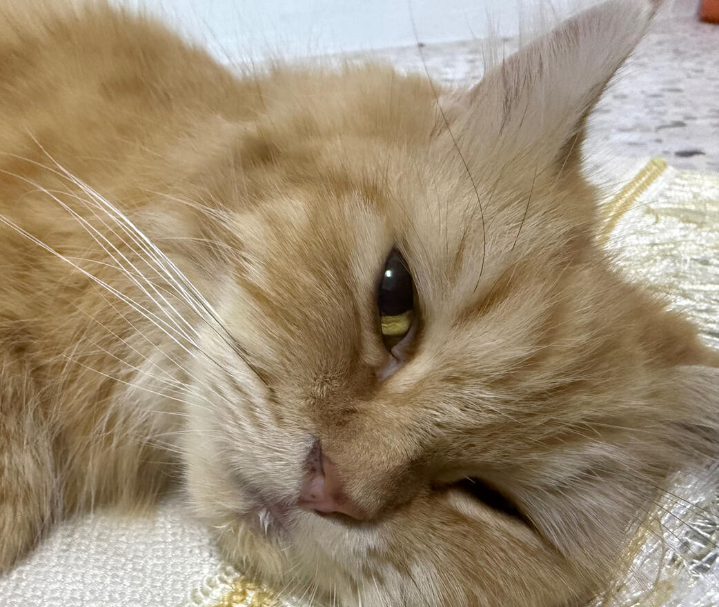 Iman Meow Saya iman